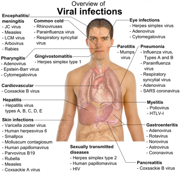 Como entran en contacto los virus con nuestro cuerpo y que enfermedad produce